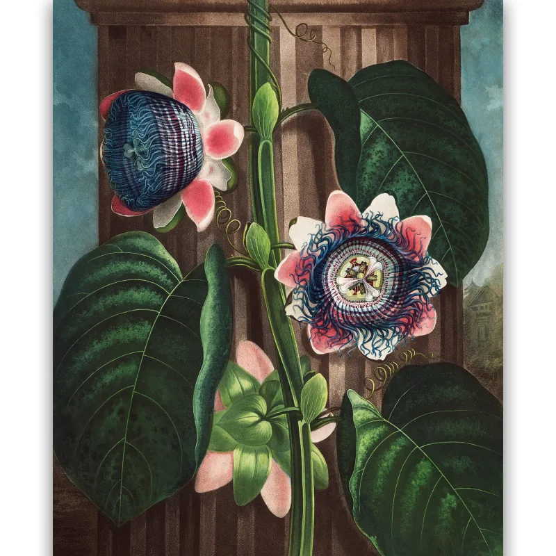 Reprodukcija „Melioninė pasiflora“, Robert John Thornton, (1808)