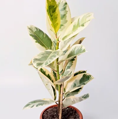 Ficus elastica Tineke · 2