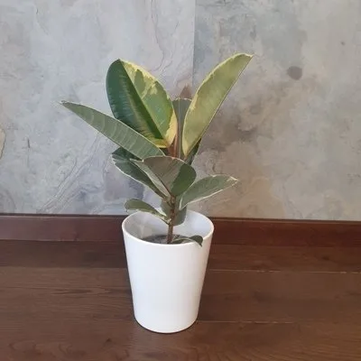 Ficus elastica Tineke · 3