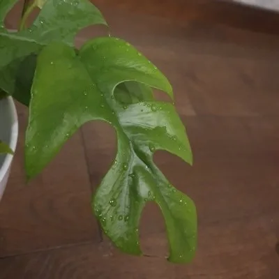 Monstera Minima · 2