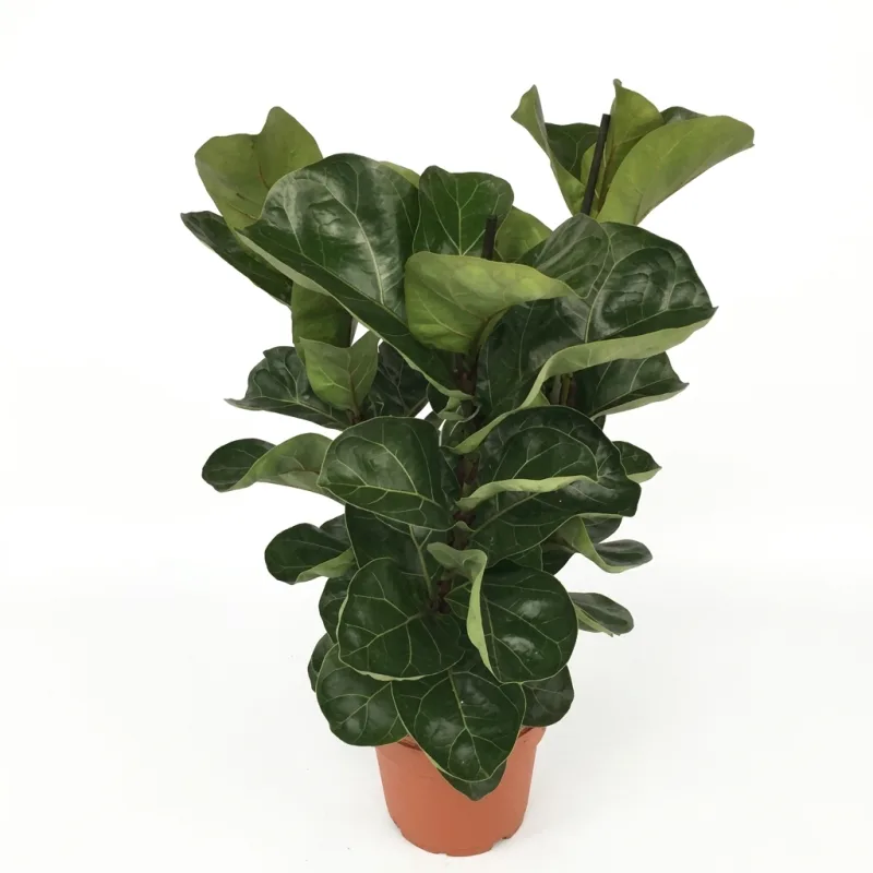 Vazoninis augalas Lyralapis fikusas (Ficus lyrata Bambino), 21Ø 65cm 3pp