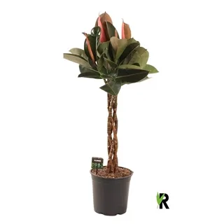 Vazoninis augalas FIKUSAS (benjamina Burgundy twisted) 130 cm. — 27Ø 130cm 4pp