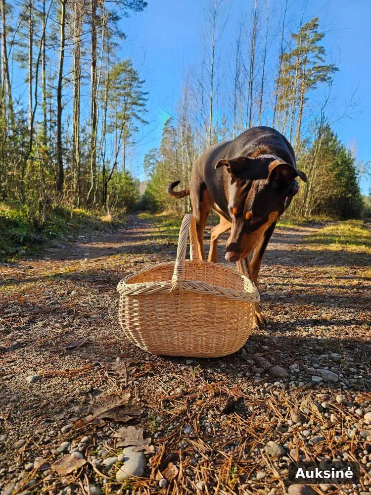 Maža sekli pintinė