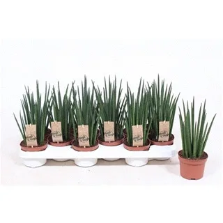 Vazoninis augalas SANSEVJERA (Sansevieria bacularis Mikado) 10,5Ø 30cm