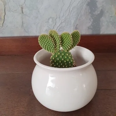 Opuntia microdasys var. Pallida · 2