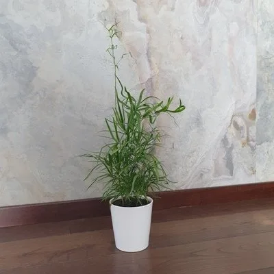 Asparagus Falcatus · 2