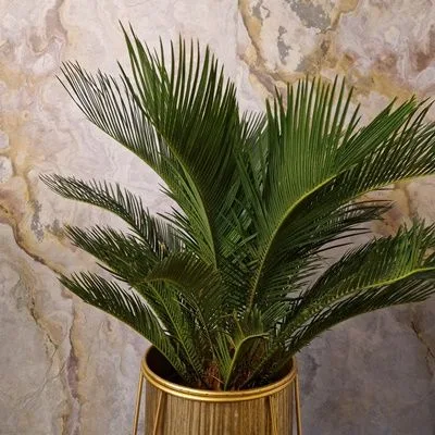 Cycas Revoluta · 1