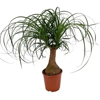 NOLINA — 14Ø 40cm