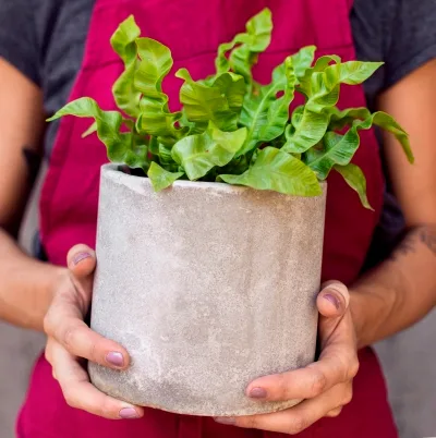 Asplenium nidus Crispy Wave · 2