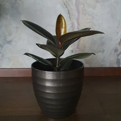 Ficus elastica Abidjan · 1