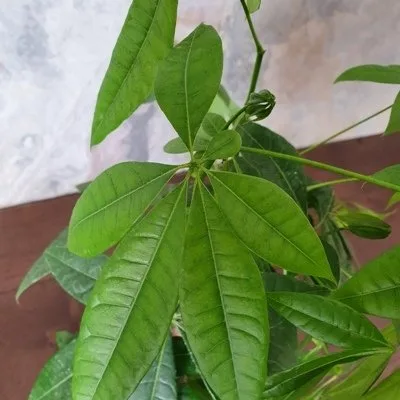 Pachira aquatica · 3