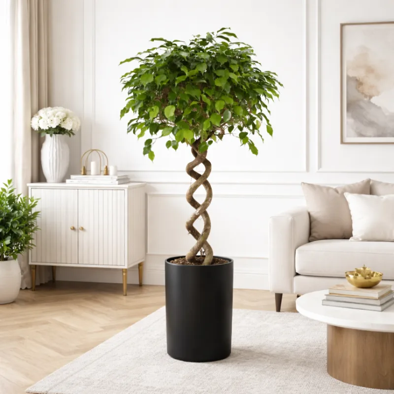 Ficus Benjamina su spiraliniu kotu, 140 cm · 1