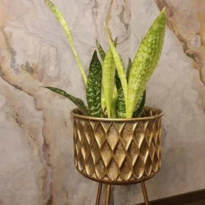 Sansevieria aubrytiana Dragon · 1