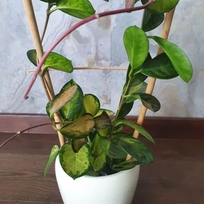 Hoya australis Lisa · 2