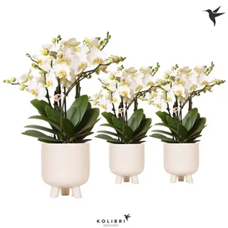 Phalaenopsis baltas 12Ø 12Ø 40cm 6st 50fl