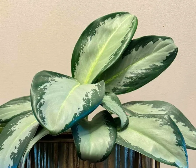 Aglaonema Green Bowl · 1