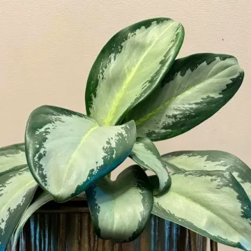 Aglaonema Green Bowl