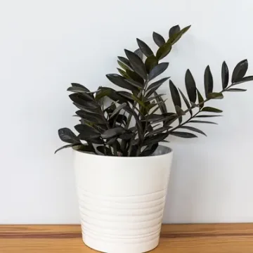 Zamioculcas zamiifolia Raven