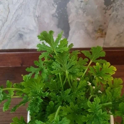 Geranium · 2