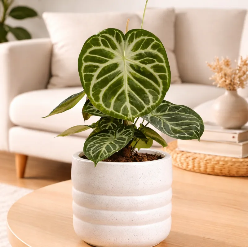 Anthurium Silver Blush · 1