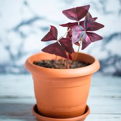 Oxalis triangularis · 1
