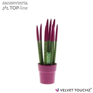 Vazoninis augalas SANSEVJERA (SANSEVIERIA Spaghetti) 12Ø — 12Ø 40cm