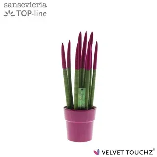 Vazoninis augalas SANSEVJERA (SANSEVIERIA Spaghetti) 12Ø — 12Ø 40cm