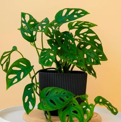 Monstera Monkey Mask · 3