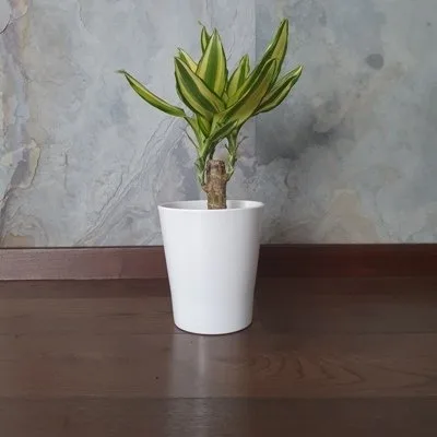 Dracena wonna Yellow Coast · 1