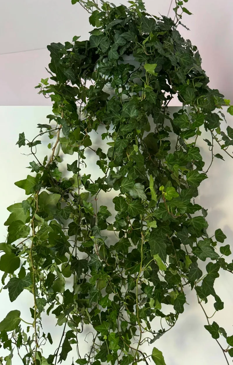 Hedera helix Wonder · 3