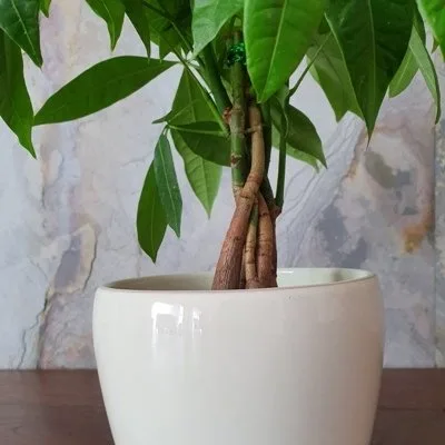 Pachira aquatica · 2