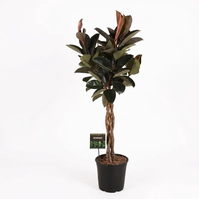 Vazoninis augalas FIKUSAS elastica Burgundy twisted 27Ø 120cm 4pp