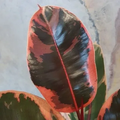 Ficus elastica Belize · 3