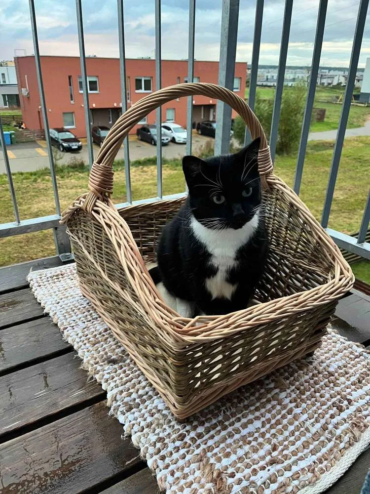 Malkų pintinė su rankena