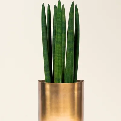 Sansevieria cylindrica Straight · 1