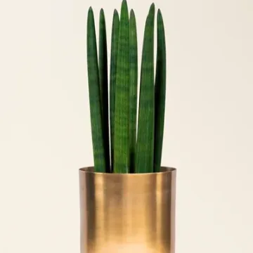 Sansevieria cylindrica Straight