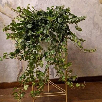 Hedera helix Wonder · 1