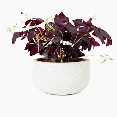 Oxalis triangularis · 2