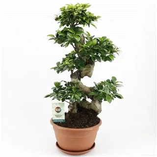 Vazoninis augalas FIKUSAS GINSENG s-type 27Ø 70cm 1pp