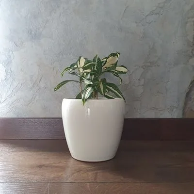 Dracaena surculosa Milky Way · 3