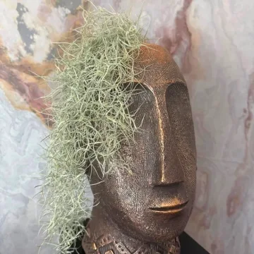 Tilandsija stilingame vazone