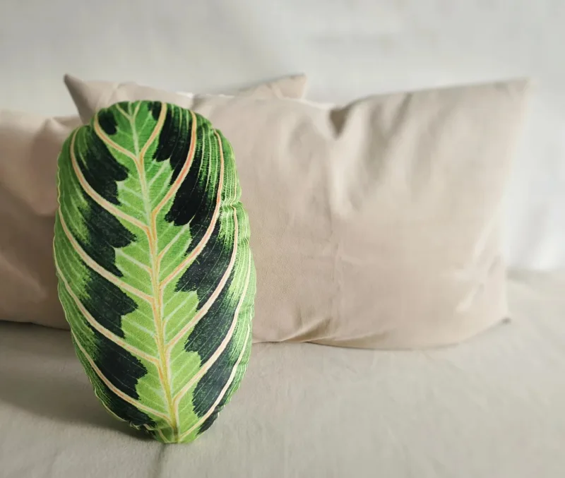 Veliūrinė pagalvėlė, Maranta · 2