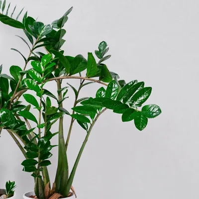 Zamioculcas zamiifolia · 3
