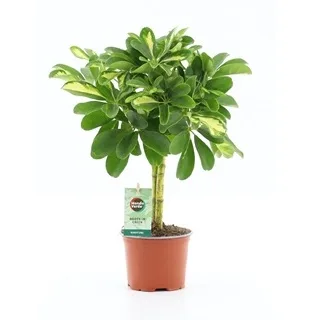 Vazoninis augalas Schefflera arboricola Gold Capella 17Ø 60cm 2pp
