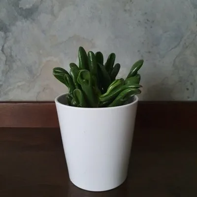 Crassula ovata Red Hoorn Tree · 1