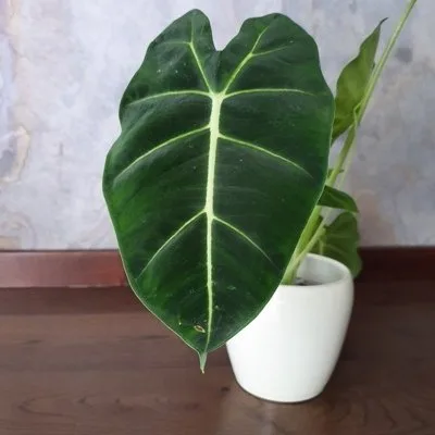 Alocasia micholitziana Frydek · 3