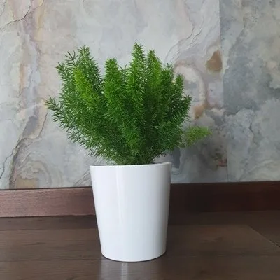 Asparagus densiflorus Meyers · 1