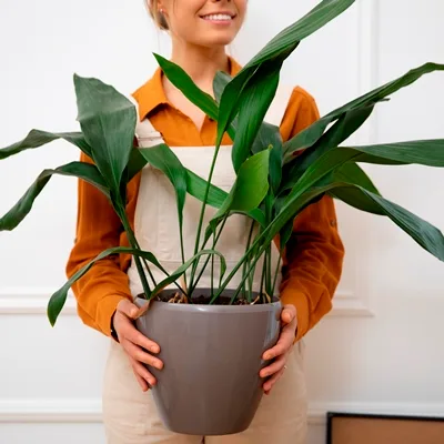 Aspidistra elatior · 1