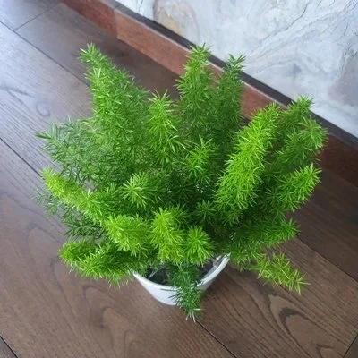 Asparagus densiflorus Meyers · 3