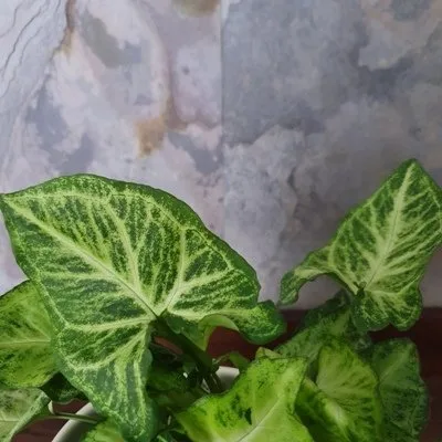 Syngonium Arrow · 1
